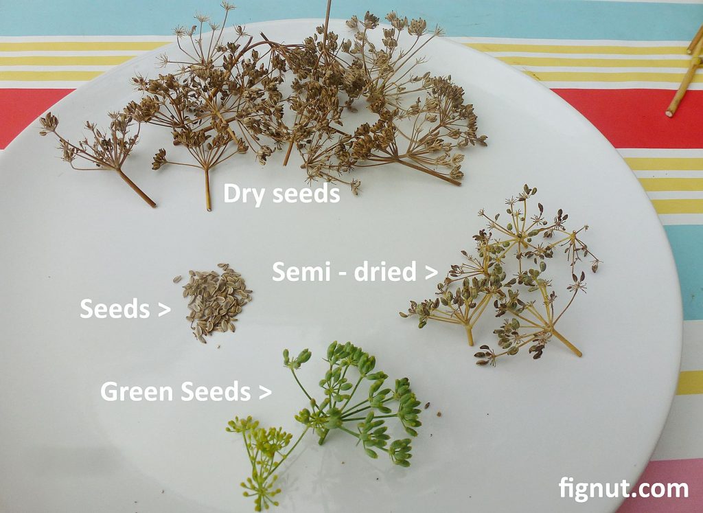 green, semi dried and dried seeds